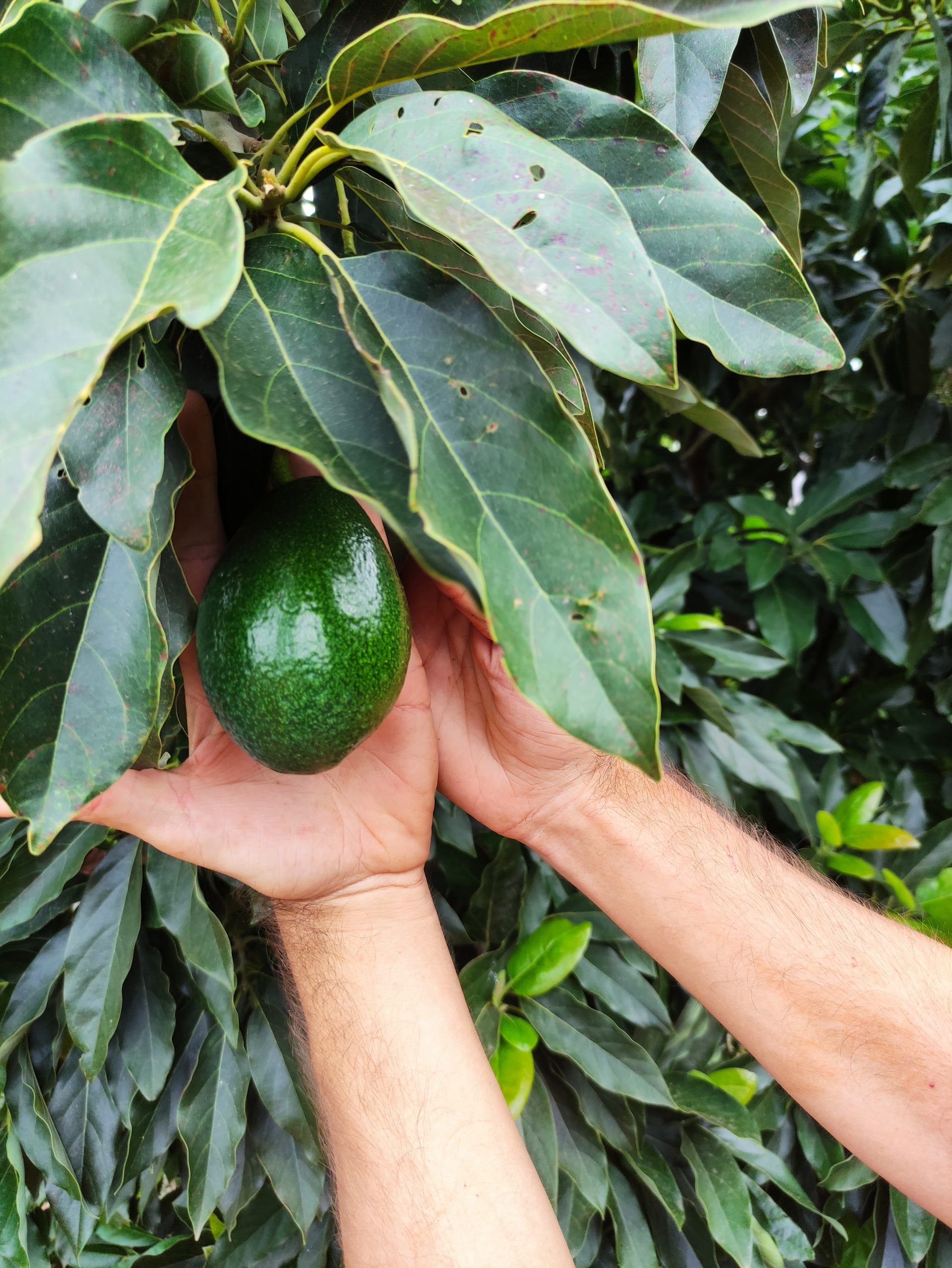 <span class="tipofruta">Aguacates</span> <br><small>Piel lisa (Bacon)</small> - Imagen 4