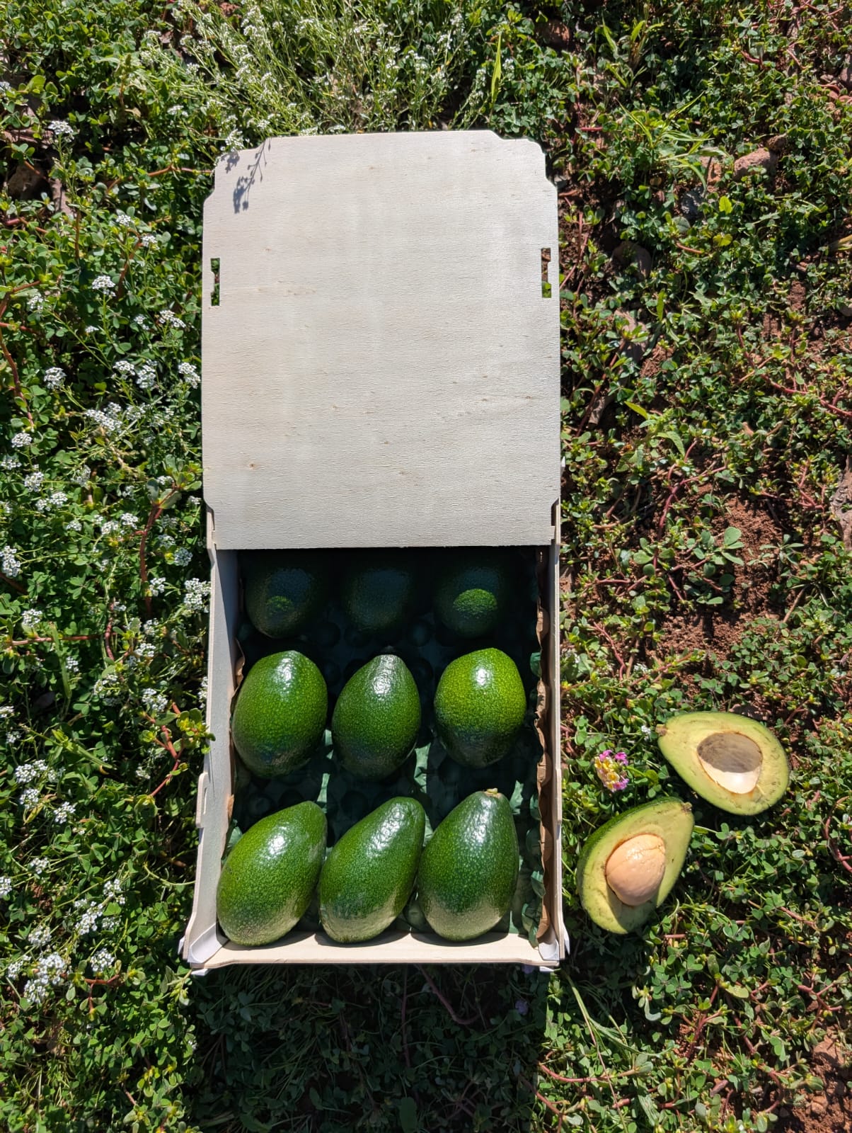 <span class="tipofruta">Aguacates</span> <br><small>Piel lisa (Bacon)</small> - Imagen 2