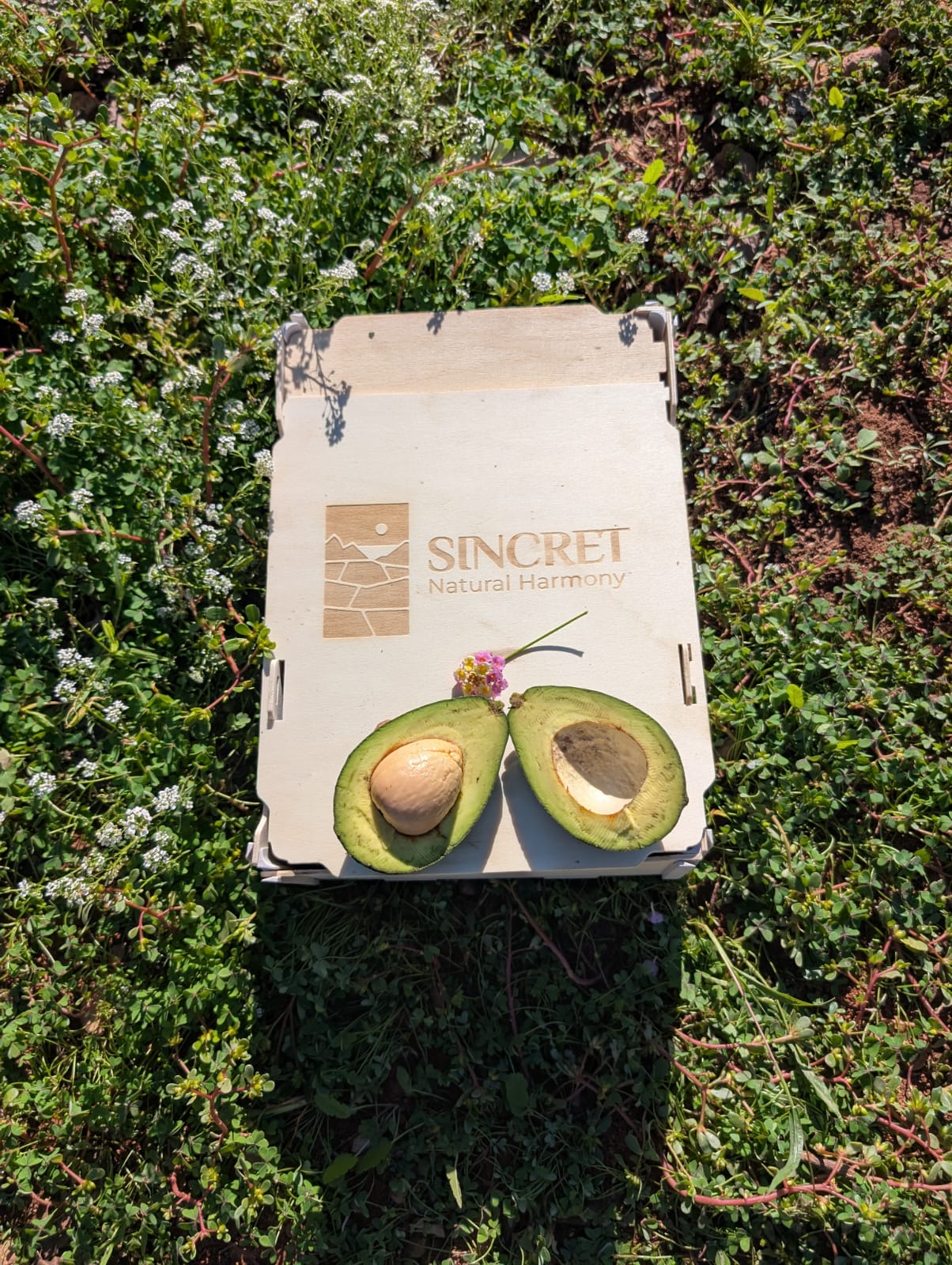 <span class="tipofruta">Aguacates</span> <br><small>Piel lisa (Bacon)</small> - Imagen 3