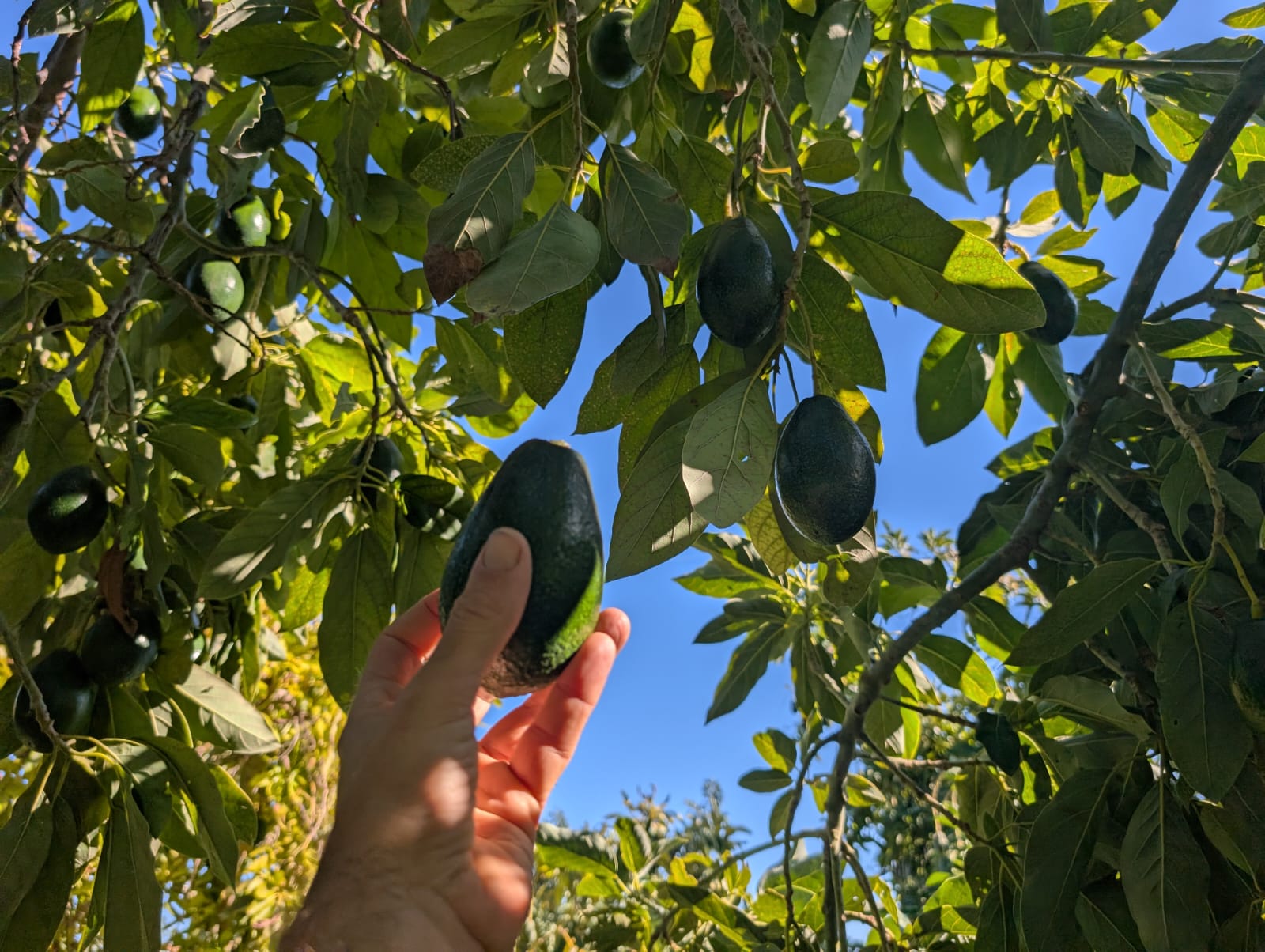 <span class="tipofruta">Aguacates</span> <br><small>Piel lisa (Bacon)</small> - Imagen 5