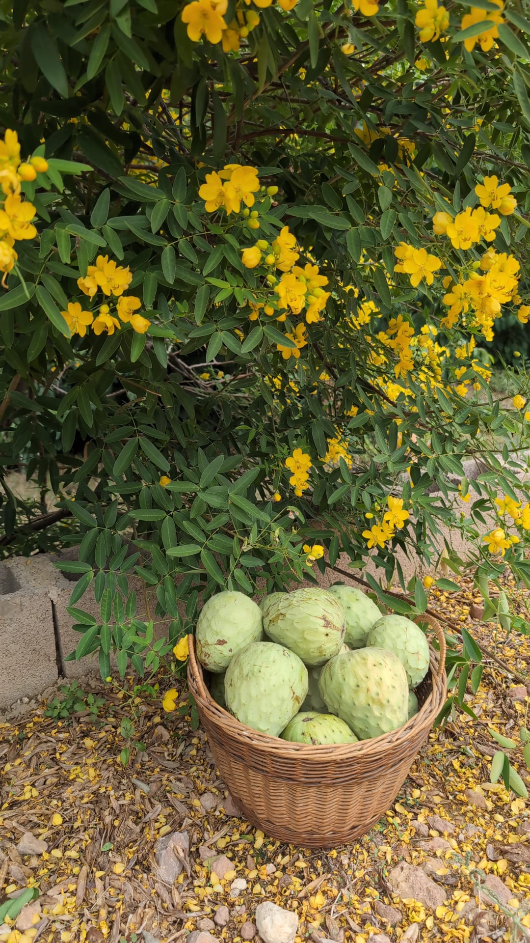 <span class="tipofruta">Chirimoyas</span> <br><small>Fino de Jete</small> - Imagen 2