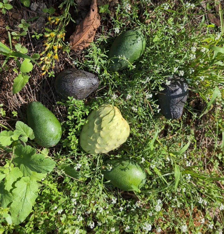 <span class="tipofruta">Caja Mixta 01</span> <br><small>chirimoyas y aguacates</small> - Imagen 3