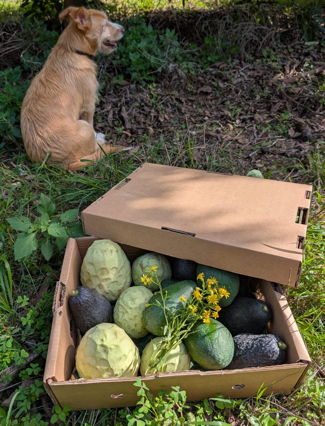 <span class="tipofruta">Caja Mixta 01</span> <br><small>chirimoyas y aguacates</small> - Imagen 2