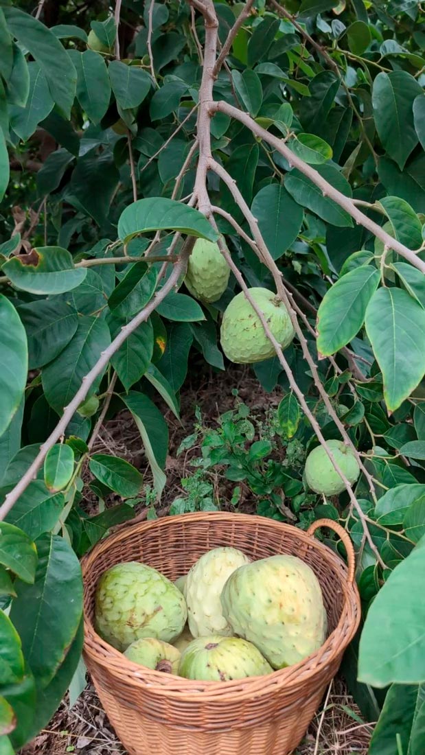 <span class="tipofruta">Chirimoyas</span> <br><small>Fino de Jete</small> - Imagen 3