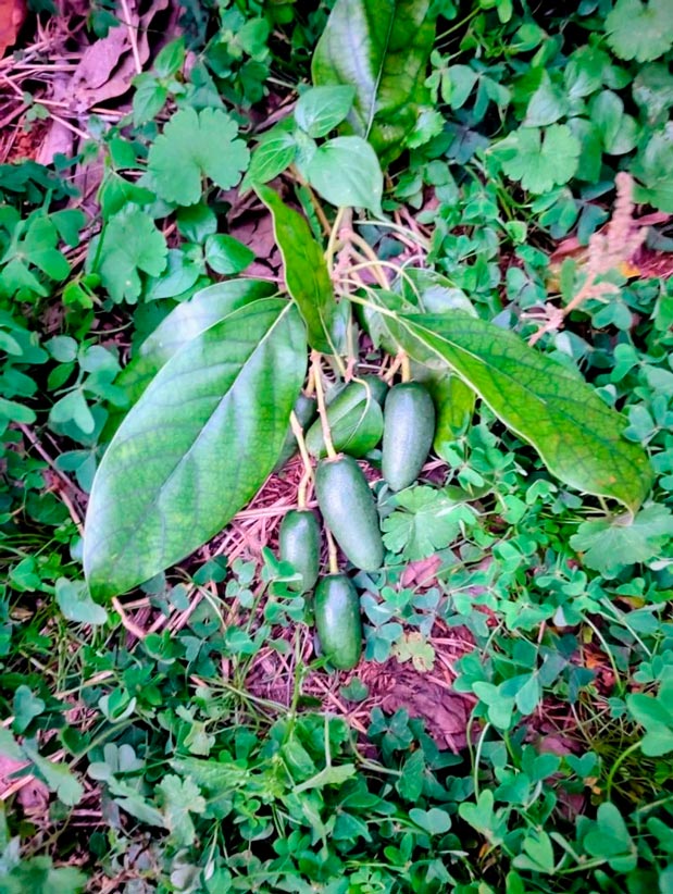 <span class="tipofruta">Dátiles de Aguacate</span> <br><small>aguacate cocktail</small> - Imagen 2