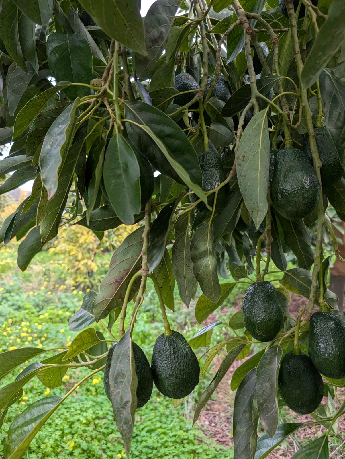 <span class="tipofruta">Colab. 01</span> <br><small> Aguacates + AOVE CARAZO </small> - Imagen 3