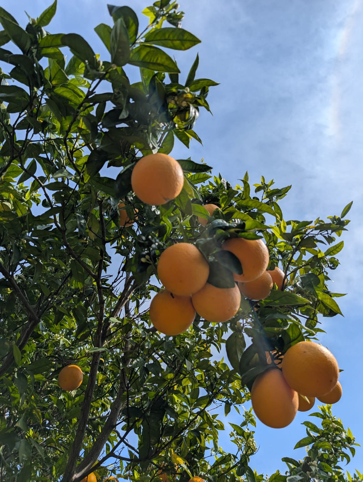 <span class="tipofruta">Naranja</span> <br><small> de mesa </small> - Imagen 5