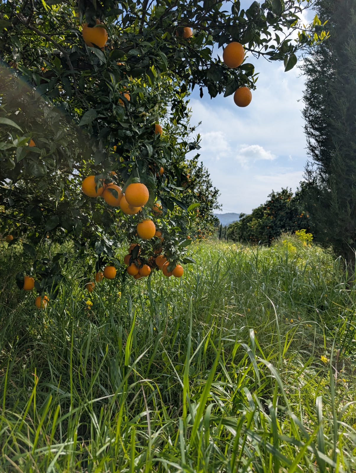 <span class="tipofruta">Naranja</span> <br><small> de mesa </small> - Imagen 3