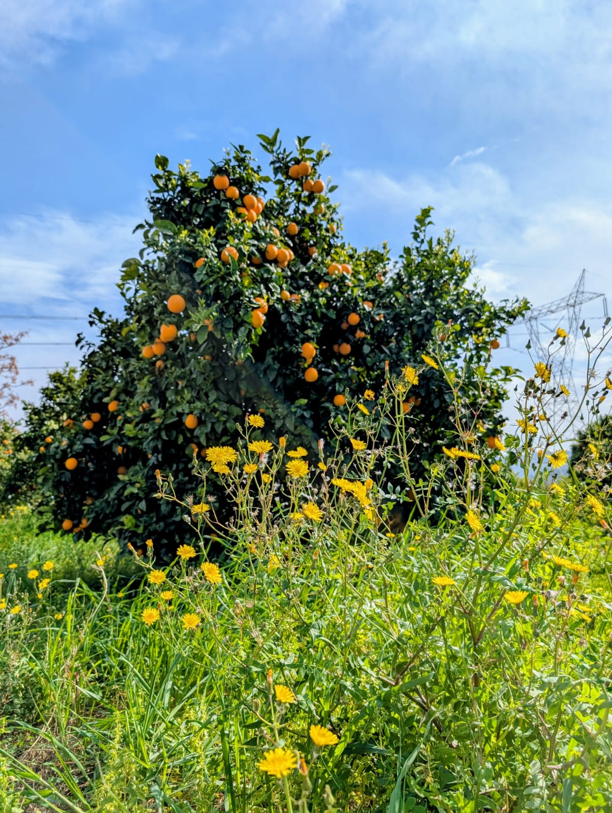 <span class="tipofruta">Naranja</span> <br><small> de mesa </small> - Imagen 4