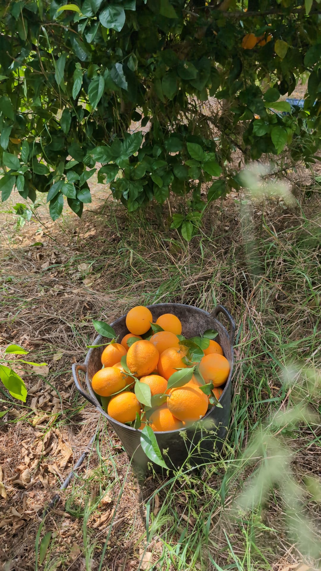 <span class="tipofruta">Naranja</span> <br><small> de mesa </small> - Imagen 2