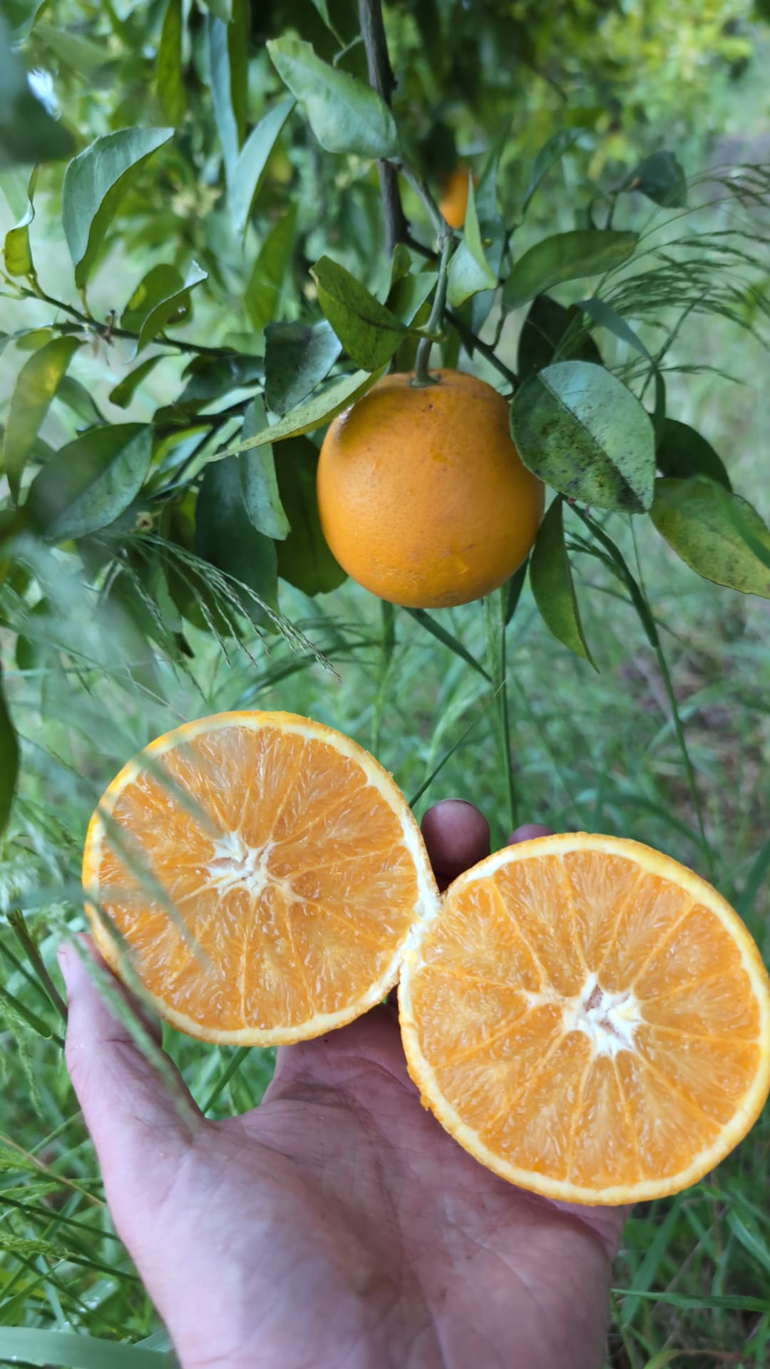 <span class="tipofruta">Naranja</span> <br><small> de mesa </small>
